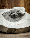 Genuine Trilobite Fossil in Matrix,