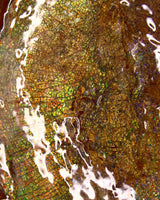 Full Ammolite Specimen  