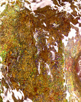 Full Ammolite Specimen  