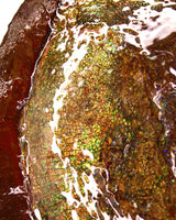 Full Ammolite Specimen  