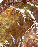 Full Ammolite Specimen  