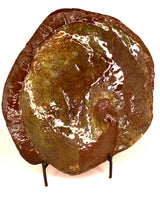 Full Ammolite Specimen  