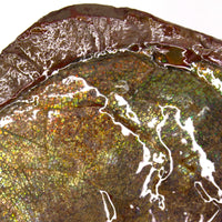 Full Ammolite Specimen  
