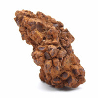 Coprolite Specimen