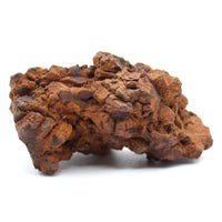 Coprolite Specimen