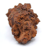 Coprolite Specimen