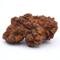 Coprolite Specimen