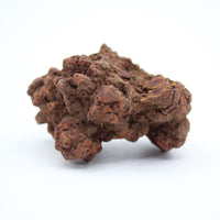 Coprolite Specimen