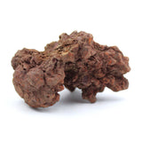 Coprolite Specimen