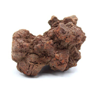 Coprolite Specimen