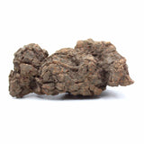 Coprolite Specimen