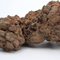 Coprolite Specimen