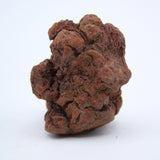 Coprolite Specimen