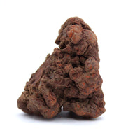 Coprolite Specimen