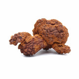 Coprolite Specimen