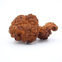 Coprolite Specimen