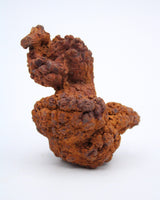 Coprolite Specimen