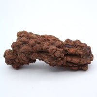 Coprolite Specimen