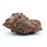 Coprolite Specimen