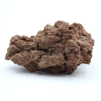 Coprolite Specimen