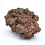 Coprolite Specimen