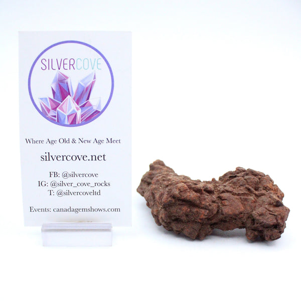 Coprolite Value Coprolite Specimen – Silver Cove Ltd