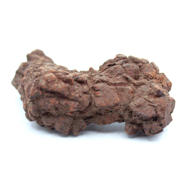 Coprolite Specimen