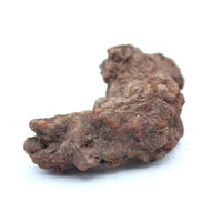 Coprolite Specimen