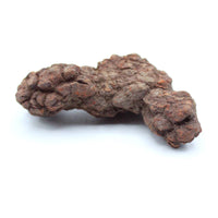 Coprolite Specimen