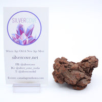 Coprolite Specimen