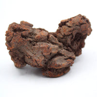 Coprolite Specimen