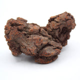 Coprolite Specimen