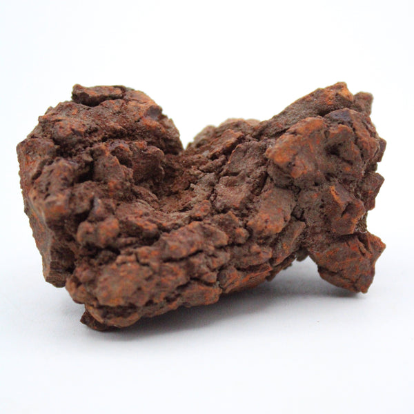 Coprolite Specimen