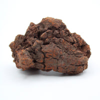 Coprolite Specimen