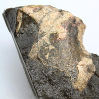 Polished Ammolite Specimen