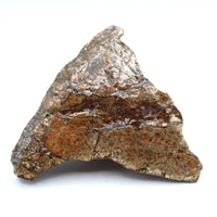 Polished Ammolite Specimen