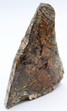 Polished Ammolite Specimen