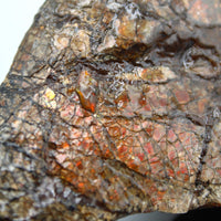 Polished Ammolite Specimen