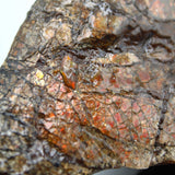 Polished Ammolite Specimen