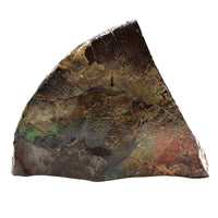 Polished Ammolite Specimen