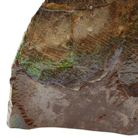 Polished Ammolite Specimen