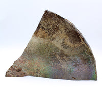Polished Ammolite Specimen