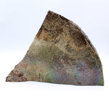 Polished Ammolite Specimen