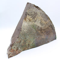 Polished Ammolite Specimen