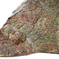 Polished Ammolite Specimen