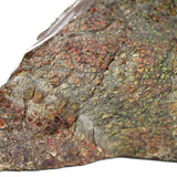 Polished Ammolite Specimen