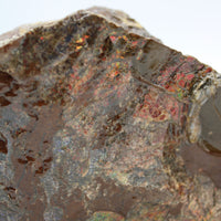 Polished Ammolite Specimen