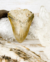 Megalodon Tooth (47g)