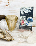 Megalodon Tooth (47g)