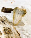 Megalodon Tooth (47g)